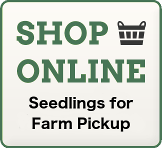 Online Seedling Sales